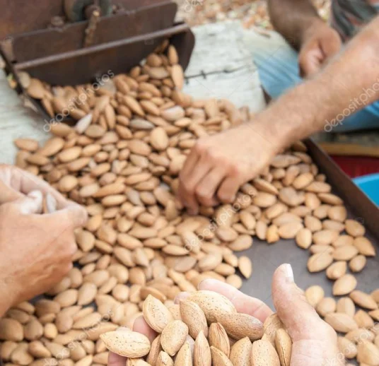 миндальное ядро от экспортера-производителя