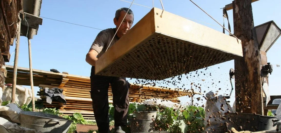 обработка миндального ядра в узбекистане на экспорт