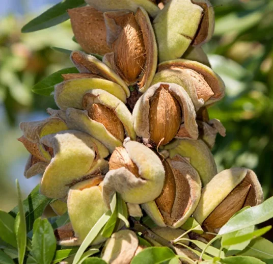 миндальные ядра от поставщика из узбекистана на экспорт