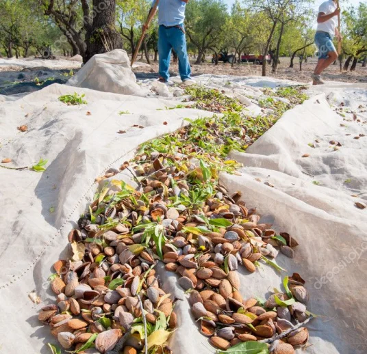 обработка миндальных ядер в узбекистане