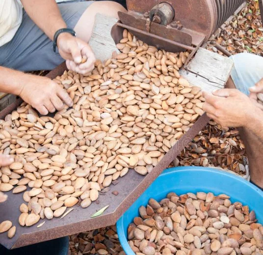 оптовый экспорт миндальных ядер