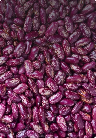 Фасоль королевский