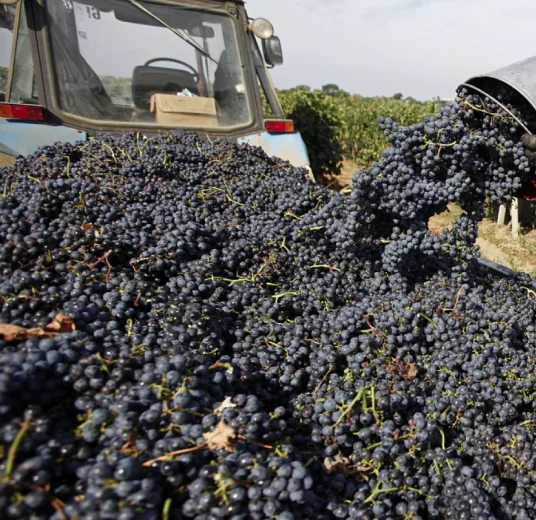 Изюм черный экспорт из Узбекистана