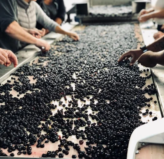 черный изюм лучшее качества из Узбекистана