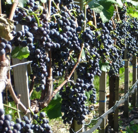 черный сушенный виноград от поставщика