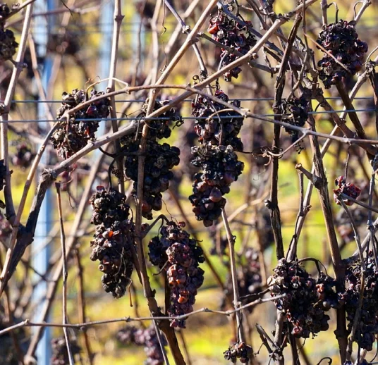 изюм и сухофрукты для экспорта
