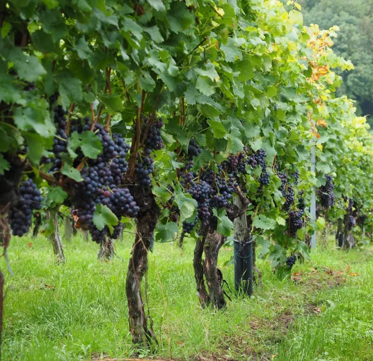 черный сушенный виноград от производителя