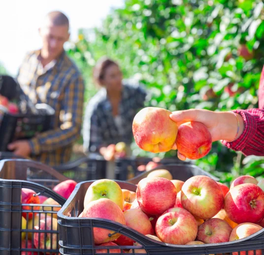 яблока сушеная купить оптом из Узбекистана