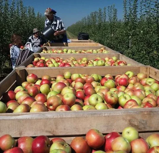 сушеная яблока купить из Узбекистана от надежного поставщика
