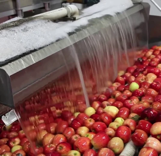 сушеная яблока из Узбекистана купить хорошая цена