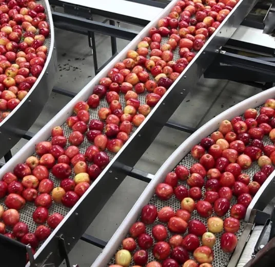 узбекская сушеная яблока купить из Узбекистана