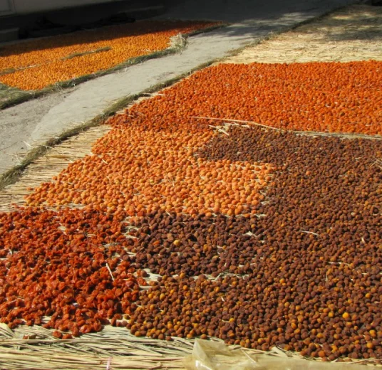 apricot-drying-process-under-sun