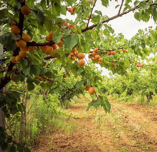 apricot-on-tree