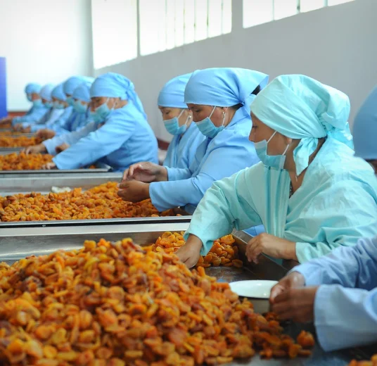 dried-apricot-from-factory