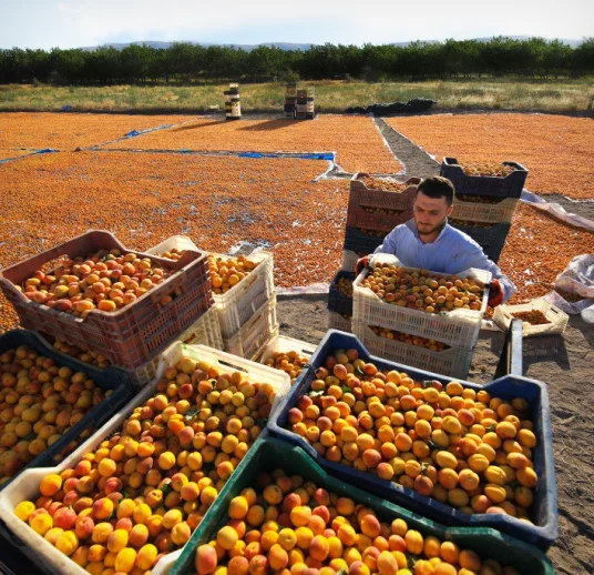 dried-apricot-from-field