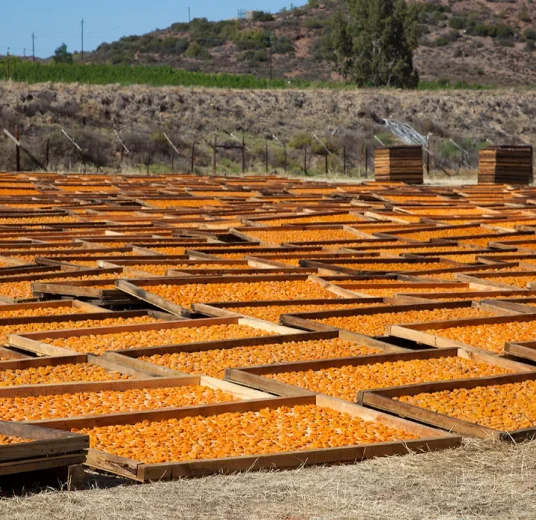 dried-apricot-from-manifacturer