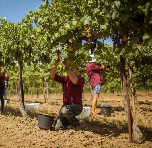 golden-grapes-harvest