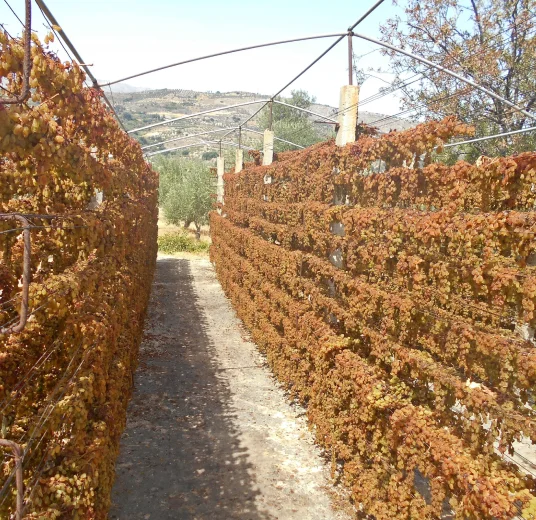 golden-raisin-drying-sun
