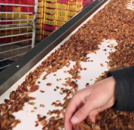 golden-raisin-last-proccess