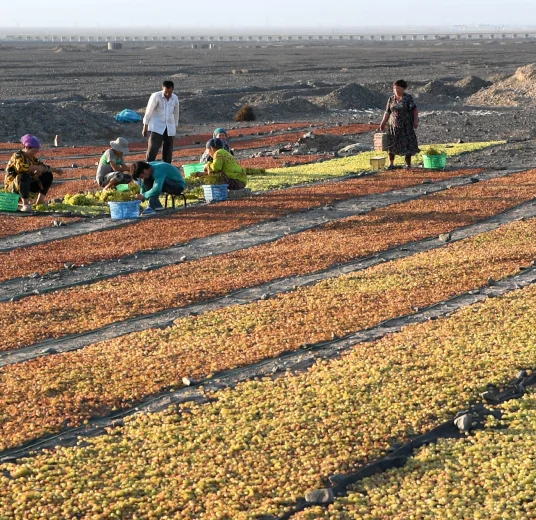 golden-raisin-supplier