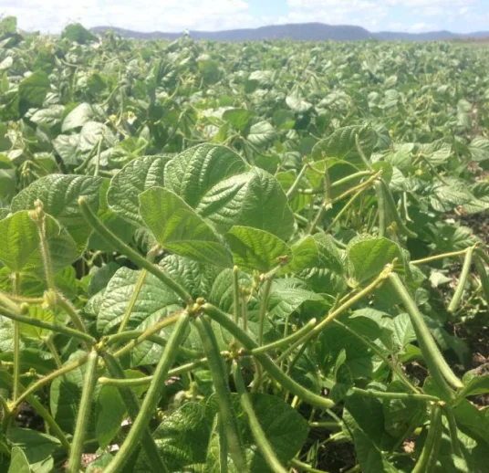 зеленая маш лучшего урожая от поставщика из узбекистана