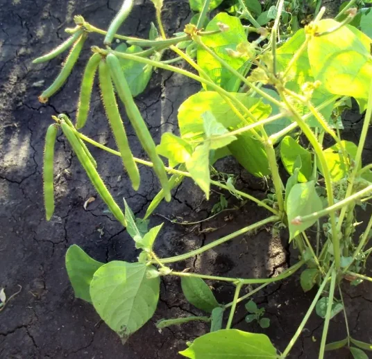 купить зеленую маш по лучшей цене в узбекистане