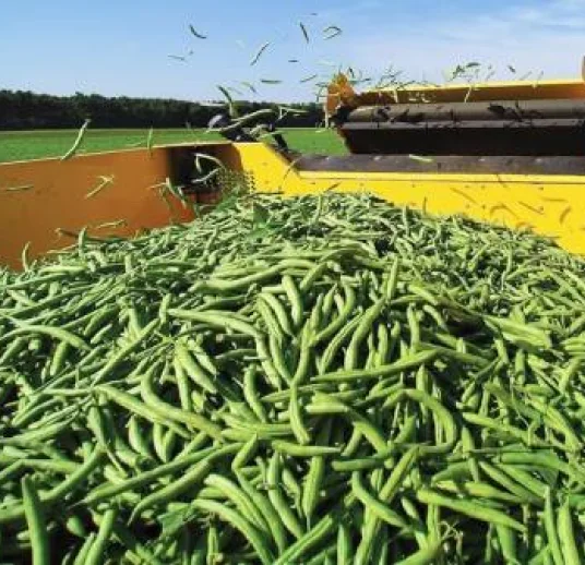 узбекская зеленая маш на экспорт цена