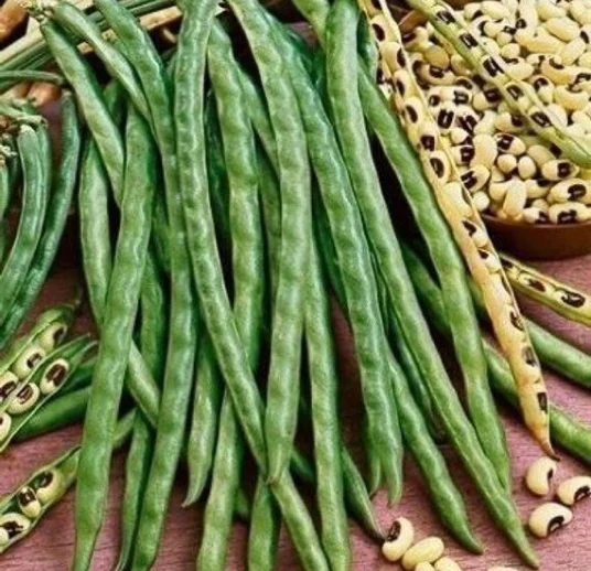 экспорт фасоли из узбекистана beb