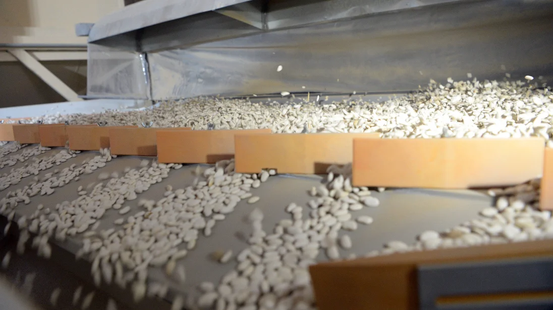 экспортер фасоли beb по лучшей цене и высокому качеству