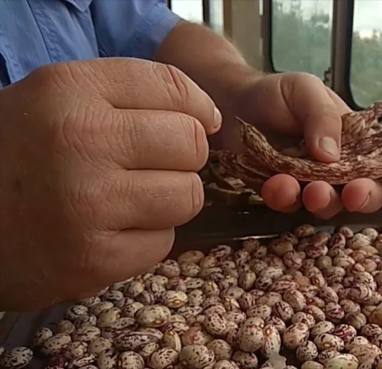 лучшая цена на экспорт фасоли почковидной lskb