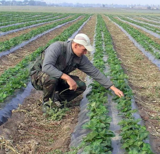 фасоль почковидная от производителя из узбекистана на экспорт