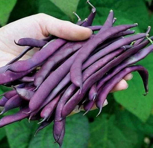 отборная розовая пятнистая фасоль почковидная из узбекистана на экспорт по лучшей цене