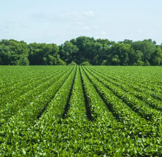 купить оптом фасоль почковидную rskb из узбекистана