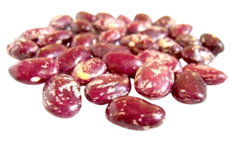 купить фасоль почковидную rskb по лучшей цене на экспорт