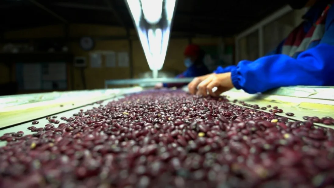 фасоль почковидная rskb по лучшей цене от производителя из узбекистана