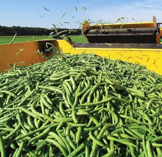 узбекская фасоль почковидная rksb на экспорт лучшего качества