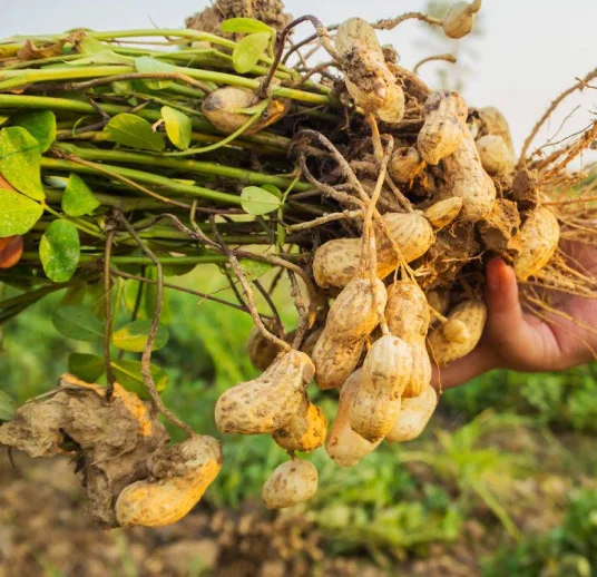 арахис в скорлупе лучшего качества и цены на экспорт
