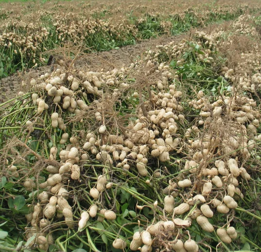 арахис в скорлупе от производителя из поля