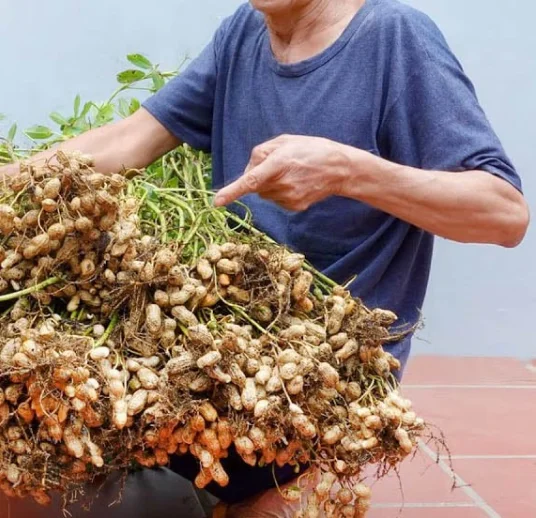 арахис в скорлупе из узбекистана