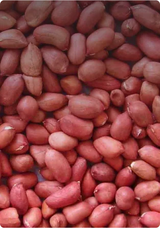 Ядро арахиса