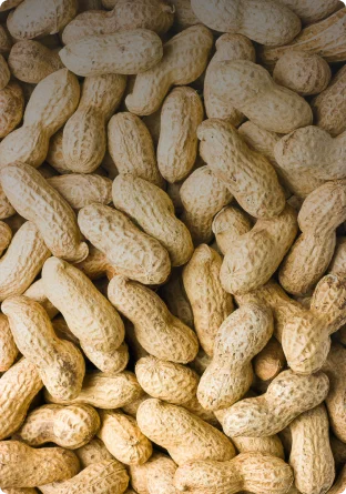 Арахис в скорлупе