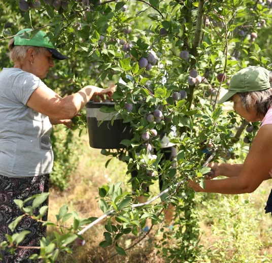 чернослив сушеный купить оптом из Узбекистана