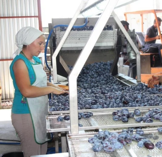 чернослив сушеный из Узбекистана купить хорошая цена