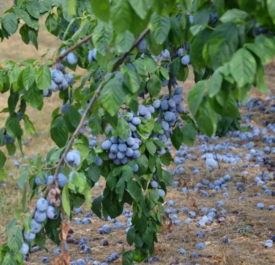 чернослив сушеный из Узбекистана от надежного поставщика