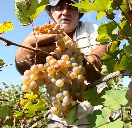 свежий виноград из сада