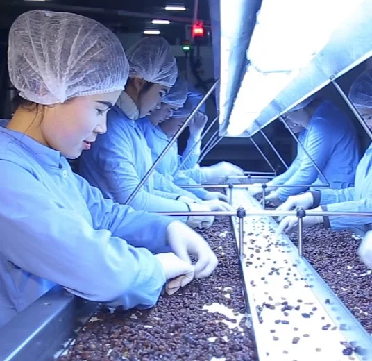 изюм на фабрике узбекистана