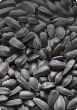 подсолнечника черная