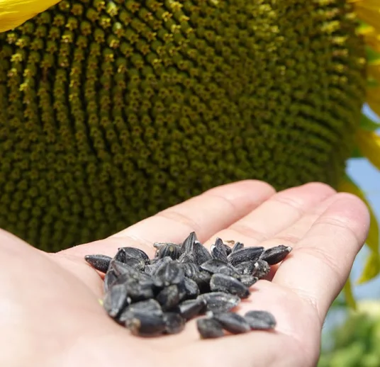 экспорт полосатых подсолнечных семечек из узбекистана оптом