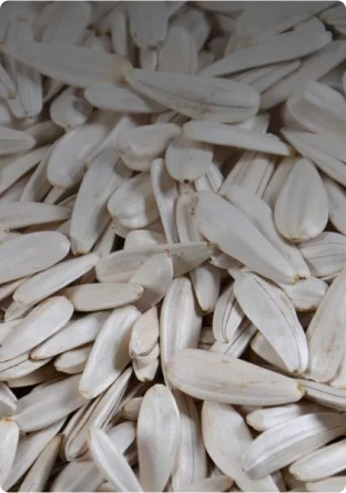 подсолнечника белая