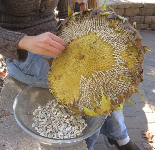 ручная работа по обработке белых подсолнечных семечек в узбекистане